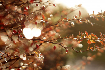 Картинка природа Ягоды ветки макро свет блики