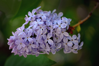 Картинка цветы сирень гроздь