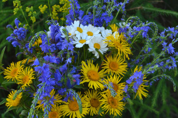 Картинка цветы луговые+ полевые +цветы девясил васильки ромашки