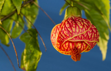 обоя цветы, абутилоны, макро