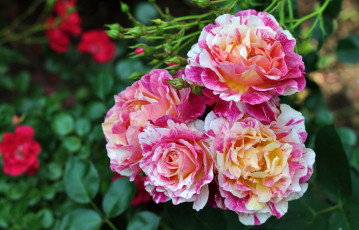 Картинка цветы розы пестрый