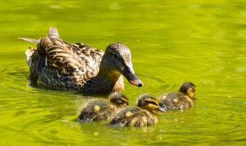 Картинка животные утки малыши семья утята