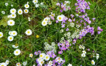 Картинка цветы луговые+ полевые +цветы ромашки