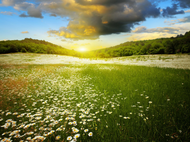 Обои картинки фото природа, восходы, закаты, рассвет, поле, пейзаж, трава, лес, облака, небо, ромашки