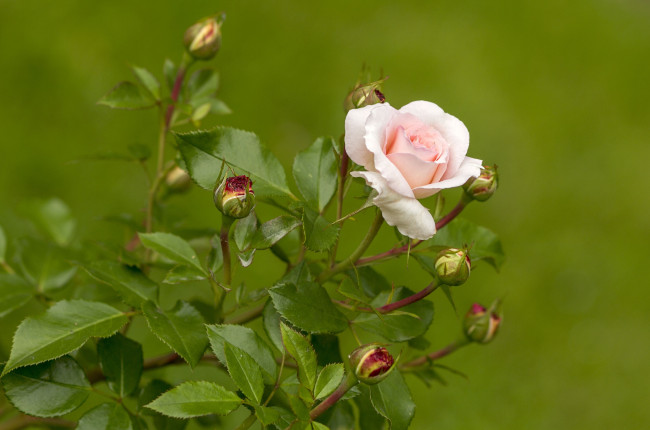 Обои картинки фото цветы, розы, бутон