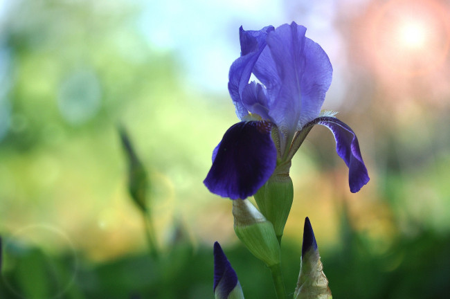 Обои картинки фото цветы, ирисы, касатик