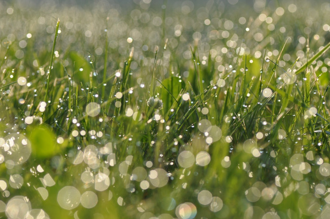 Обои картинки фото природа, макро, зеленый, свет, блики, роса, капли, трава