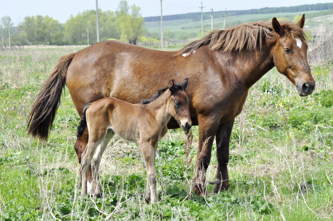 Обои картинки фото животные, лошади, мама, жеребенок