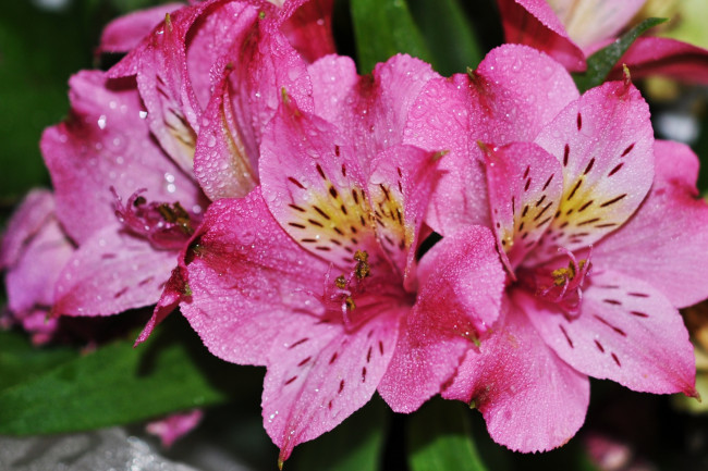 Обои картинки фото цветы, альстромерия, макро