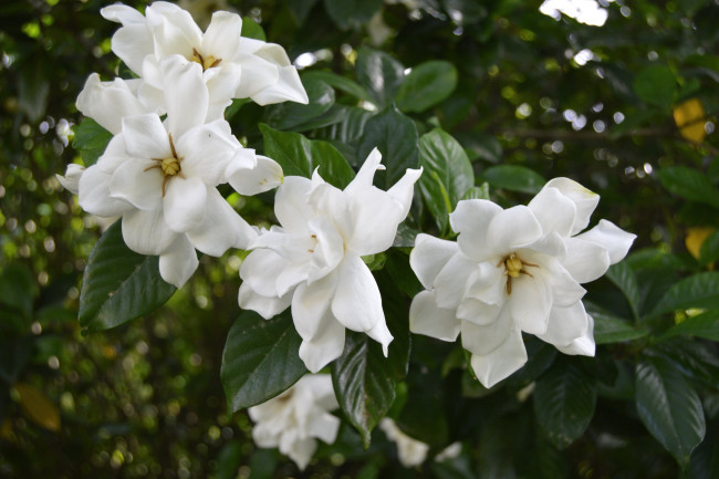 Обои картинки фото цветы, гардения, белый