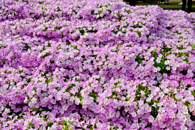 Обои картинки фото цветы, петунии,  калибрахоа, ковер, розовый