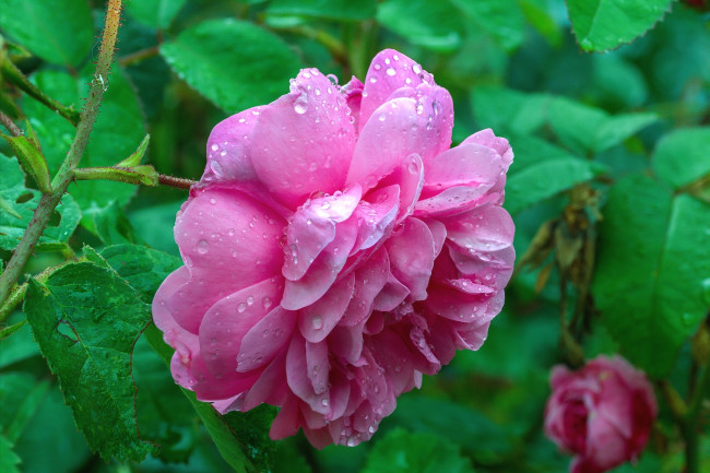 Обои картинки фото цветы, розы, макро