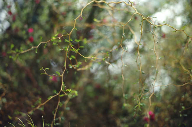 Обои картинки фото природа, макро, ветки