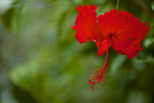 Обои картинки фото цветы, гибискусы, красный