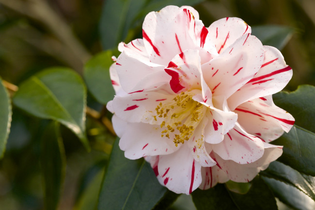 Обои картинки фото цветы, камелии, пестрый