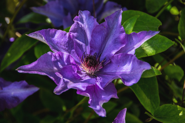 Обои картинки фото цветы, клематис , ломонос, фиолет