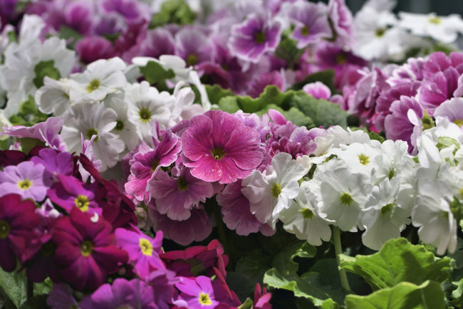 Обои картинки фото цветы, примулы, много