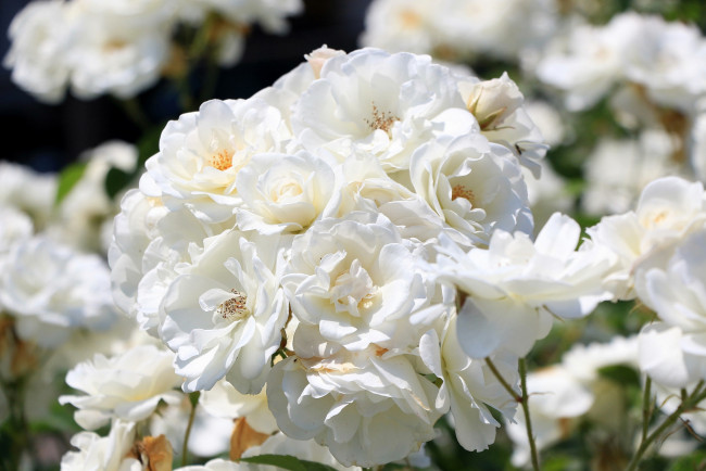 Обои картинки фото цветы, розы, белый