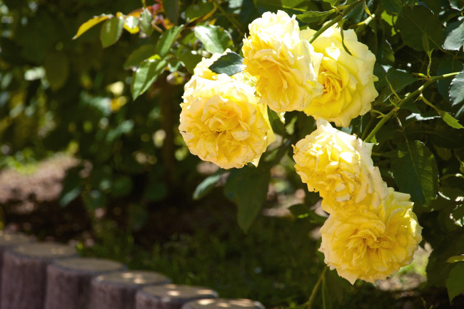 Обои картинки фото цветы, розы, желтый