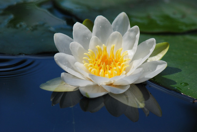 Обои картинки фото цветы, лилии водяные,  нимфеи,  кувшинки, макро