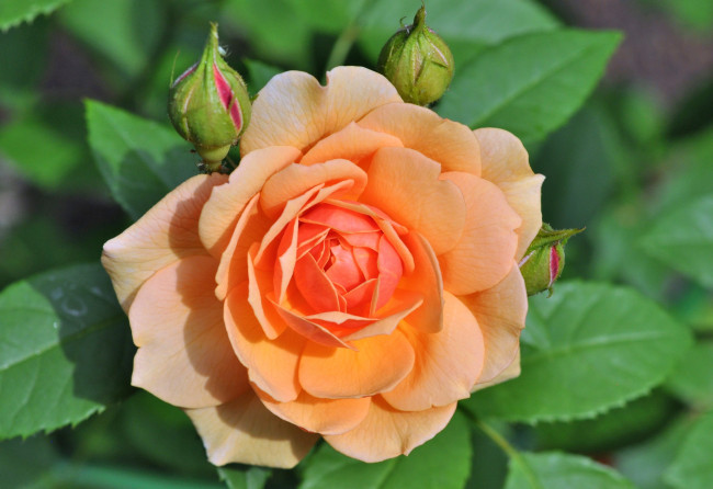 Обои картинки фото цветы, розы, макро