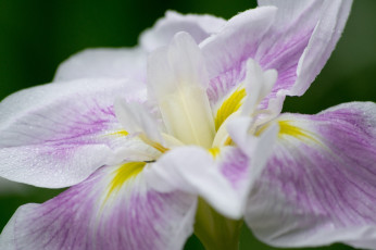 Картинка цветы ирисы капли цветок роса макро лепестки ирис