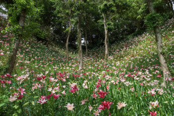 Картинка цветы лилии +лилейники деревья лес