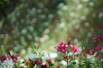 Картинка цветы лилии +лилейники фон размытость