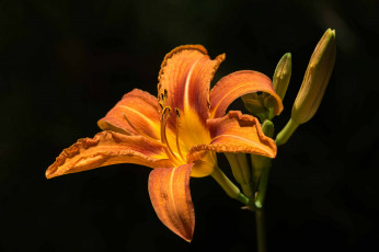 Картинка цветы лилии +лилейники лилия