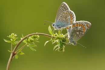 Картинка животные бабочки +мотыльки +моли утро фон макро насекомые травинка бабочка