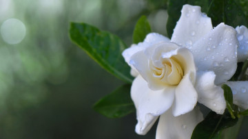 Картинка цветы гардения капли макро лепестки