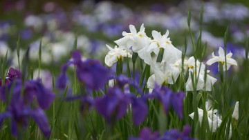 Картинка цветы ирисы клумба