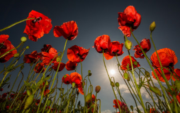 Картинка цветы маки лето