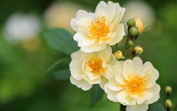 Картинка цветы розы бутоны макро