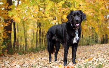 Картинка животные собаки лес взгляд собака