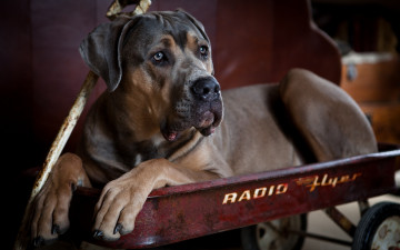 Картинка животные собаки тележка пёс кане-корсо собака
