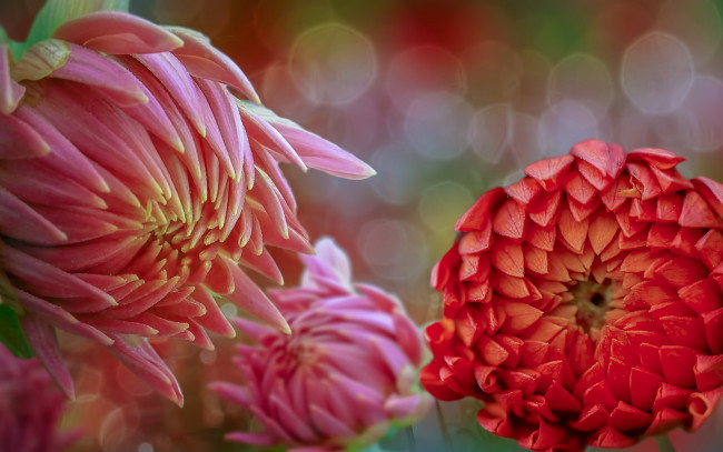 Обои картинки фото цветы, хризантемы, фон, природа