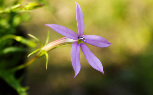 Обои картинки фото цветы, лепестки