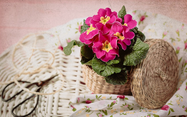 Обои картинки фото цветы, примулы, первоцвет, примула, корзинка, ножницы, текстура