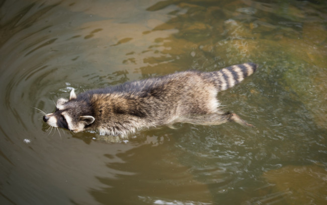 Обои картинки фото животные, еноты, водоём, вода, енот, плывёт, купание