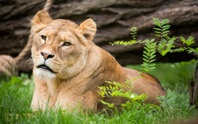 Обои картинки фото животные, львы, кошка, львица, трава, ветка, взгляд