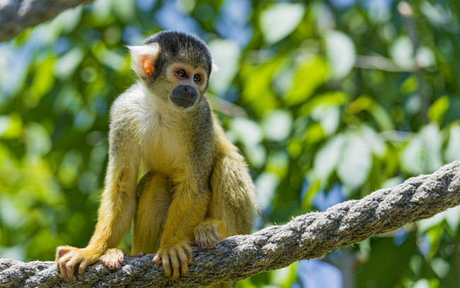 Обои картинки фото животные, обезьяны, беличья, обезьяна, саймири, канат