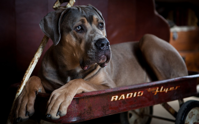 Обои картинки фото животные, собаки, тележка, пёс, кане-корсо, собака
