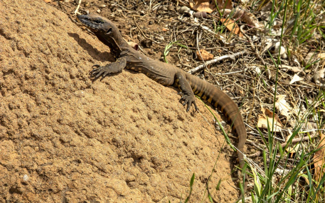 Обои картинки фото животные, Ящерицы,  игуаны,  вараны, варан