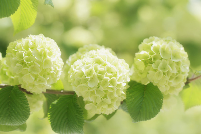 Обои картинки фото цветы, калина , бульдонеж, калина, бульденеж, белые, шары, ветка, соцветия, макро