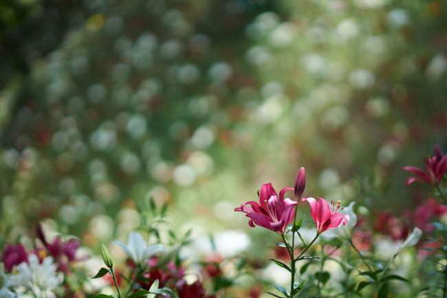 Обои картинки фото цветы, лилии,  лилейники, фон, размытость