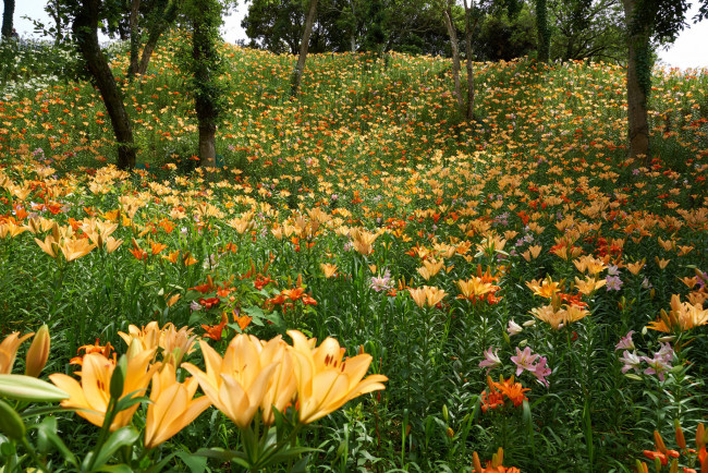 Обои картинки фото цветы, лилии,  лилейники, лес, деревья