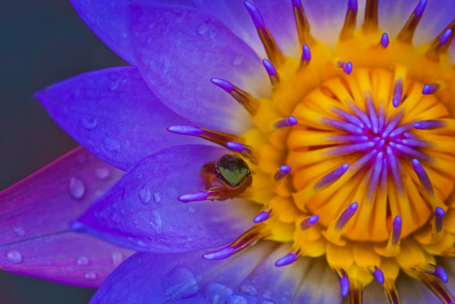 Обои картинки фото цветы, лилии водяные,  нимфеи,  кувшинки, макро, лепестки, кувшинка, лягушонок, лягушка, нимфея, водяная, лилия