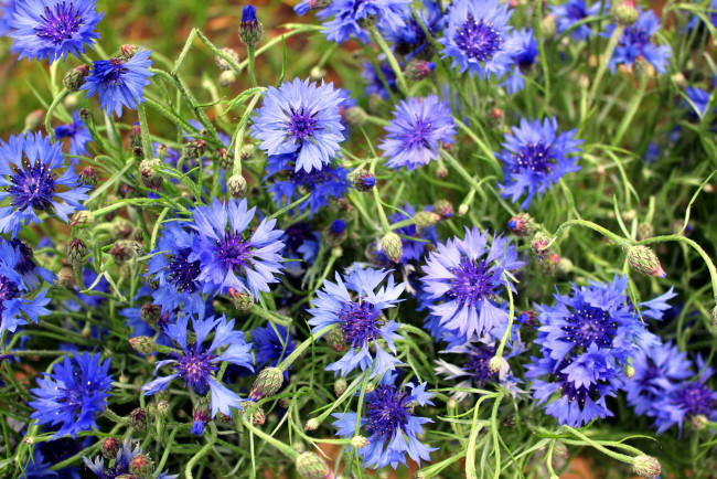 Обои картинки фото цветы, васильки, лето, синий