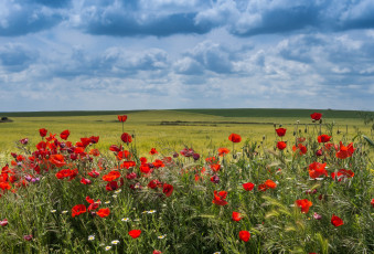 Картинка природа луга цветы трава